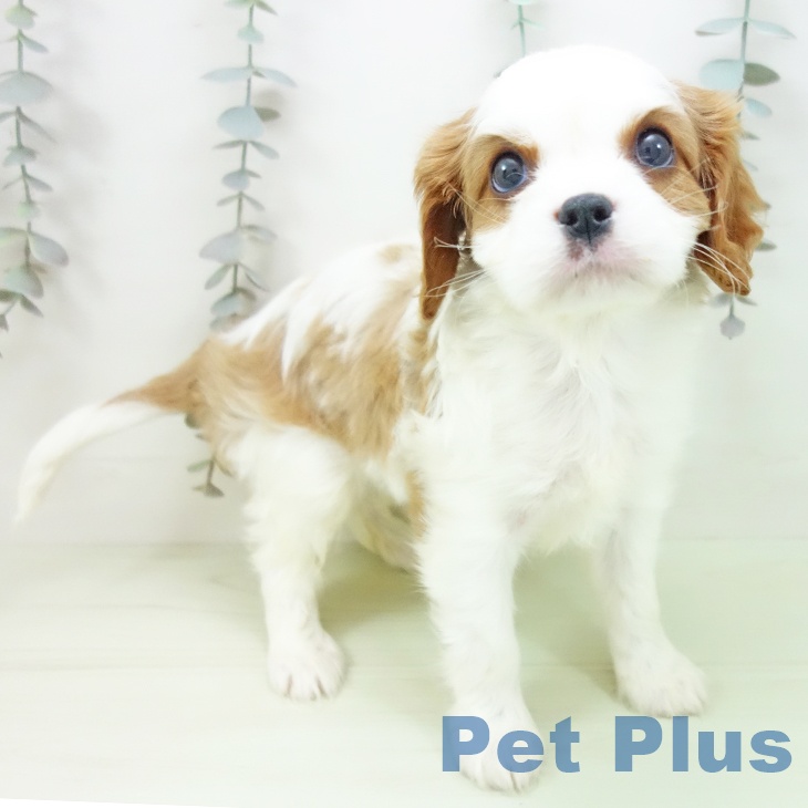 キャバリア・キングチャールズ・スパニエルの写真2
