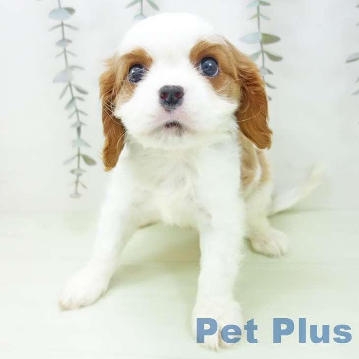 キャバリア・キングチャールズ・スパニエルの写真2