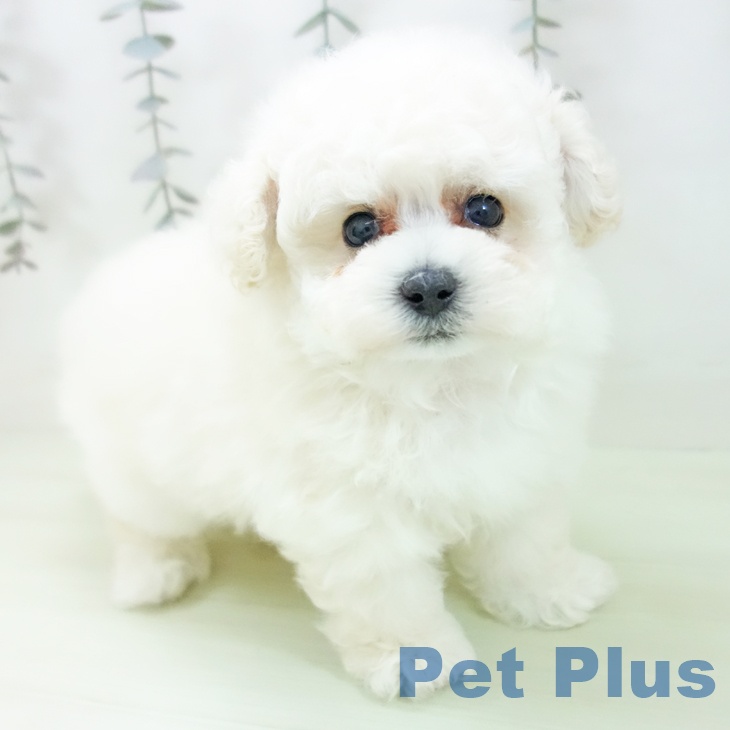 トイ・プードル