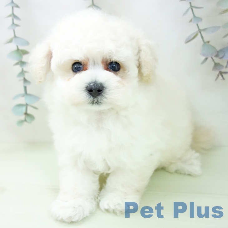 トイ・プードルの写真2