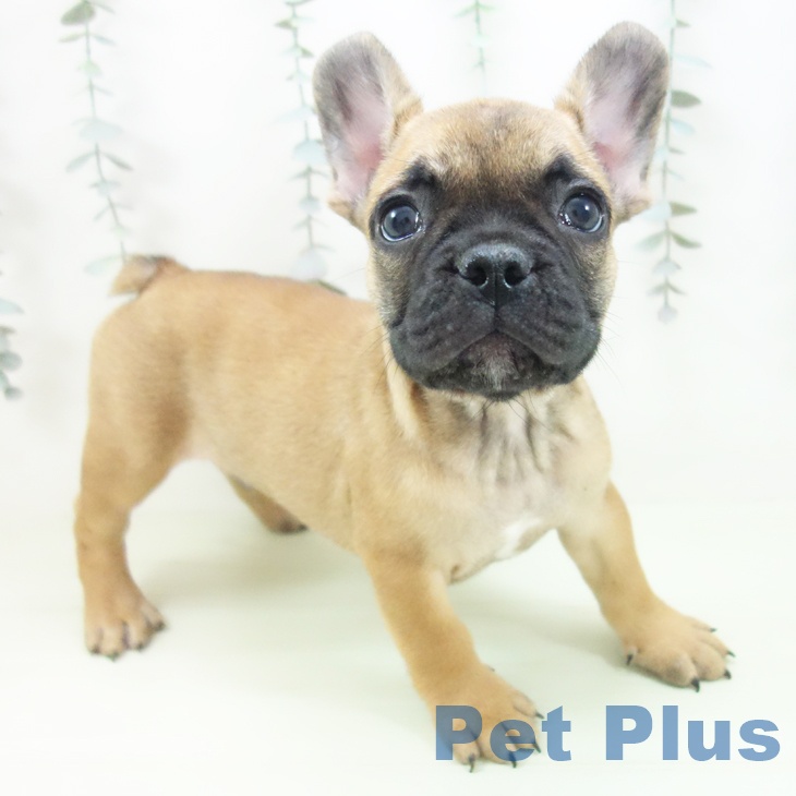 フレンチ・ブルドッグ