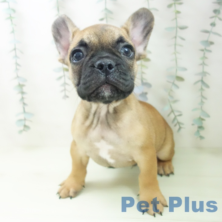 フレンチ・ブルドッグの写真2