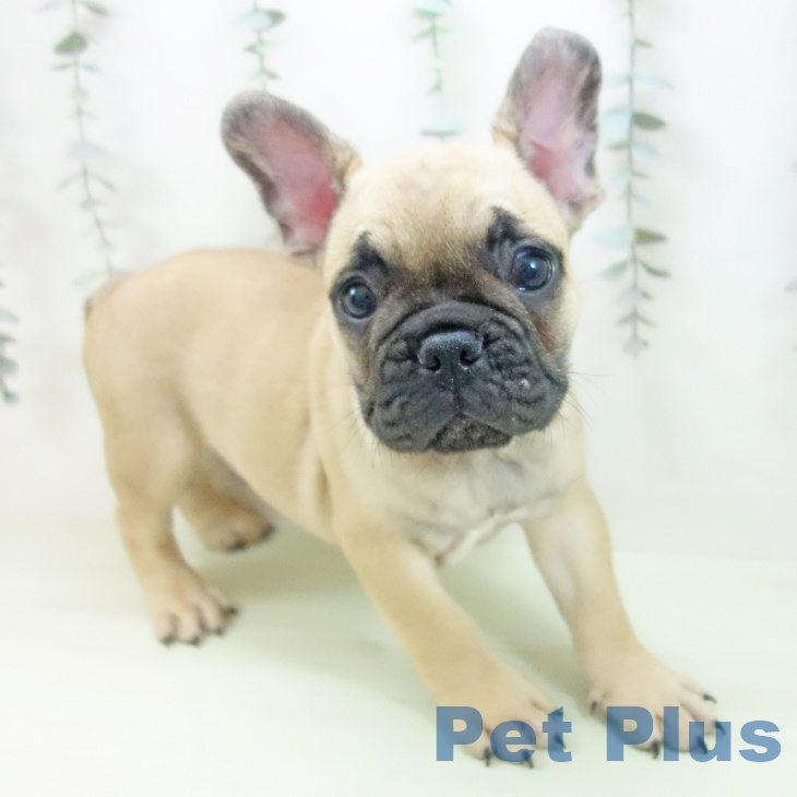 フレンチ・ブルドッグの写真2