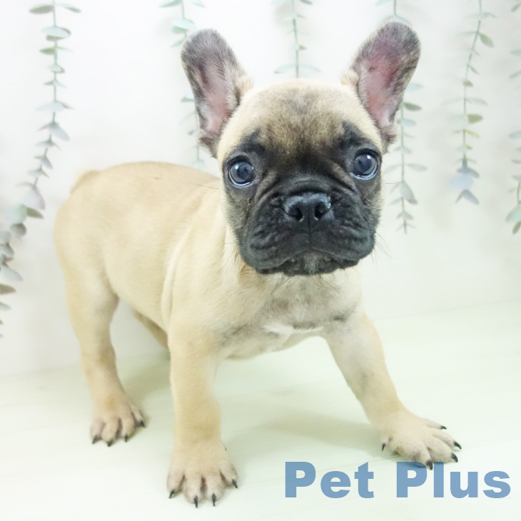 フレンチ・ブルドッグ