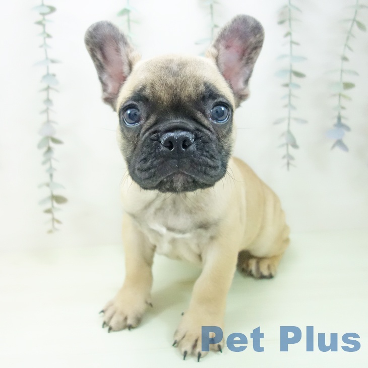 フレンチ・ブルドッグの写真2