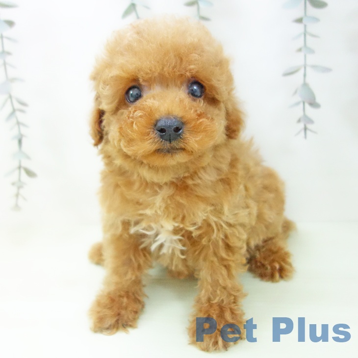 トイ・プードルの写真2