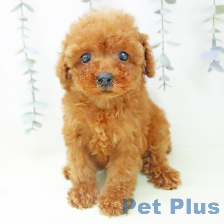 トイ・プードル