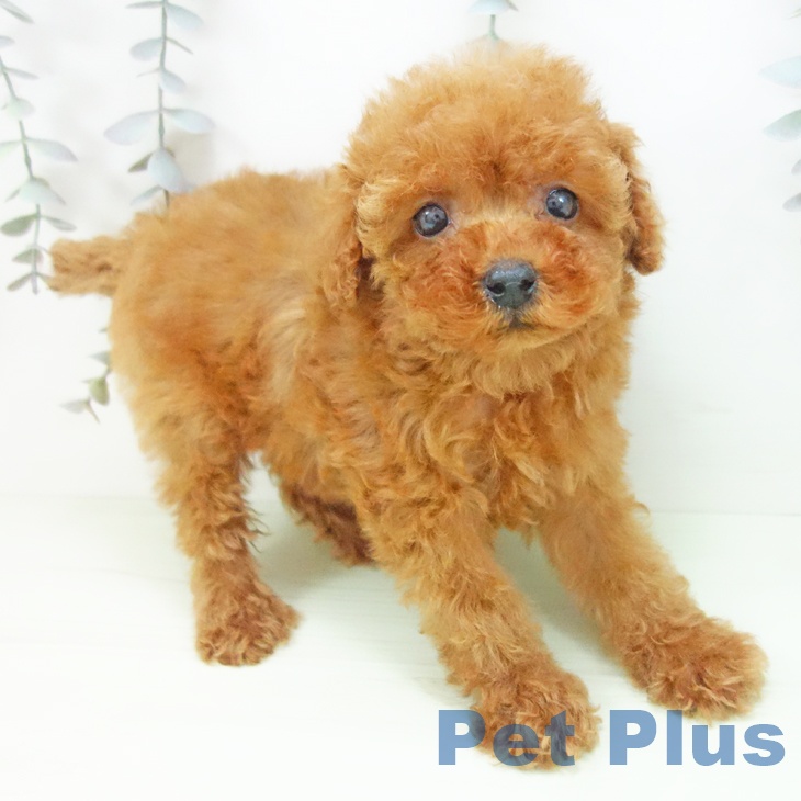 トイ・プードルの写真2