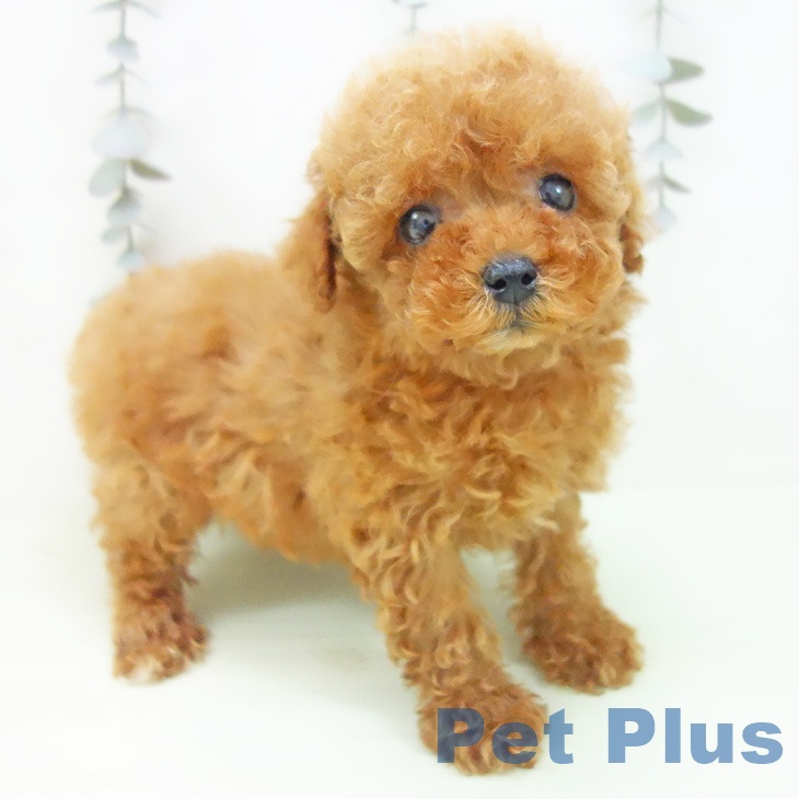 トイ・プードルの写真2