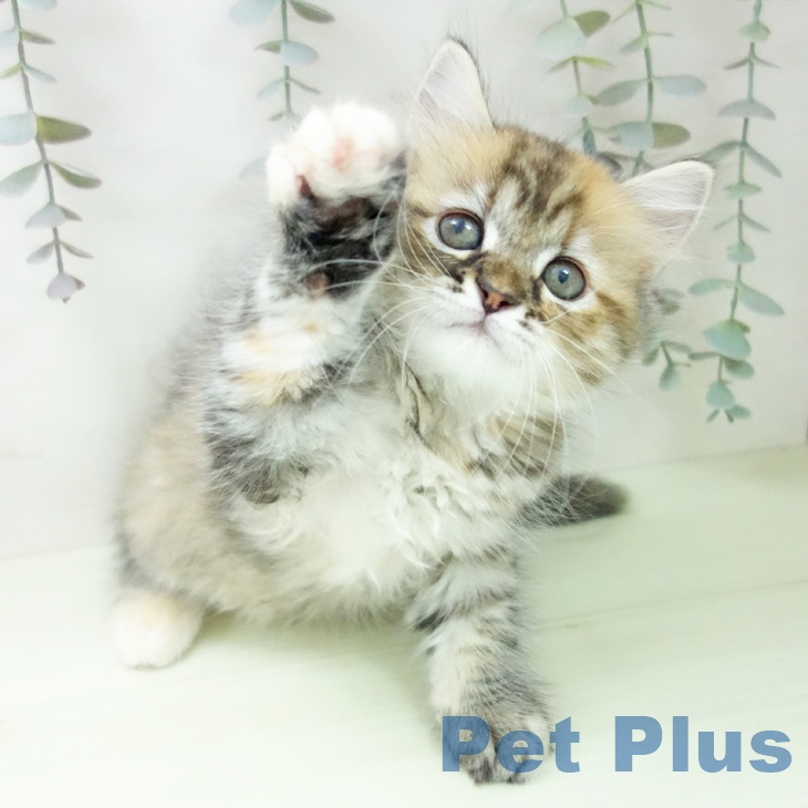 ラガマフィンの写真2