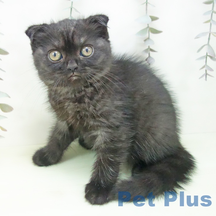 スコティッシュフォールド