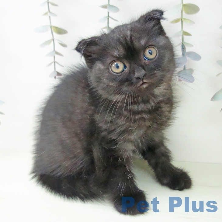 スコティッシュフォールドの写真2