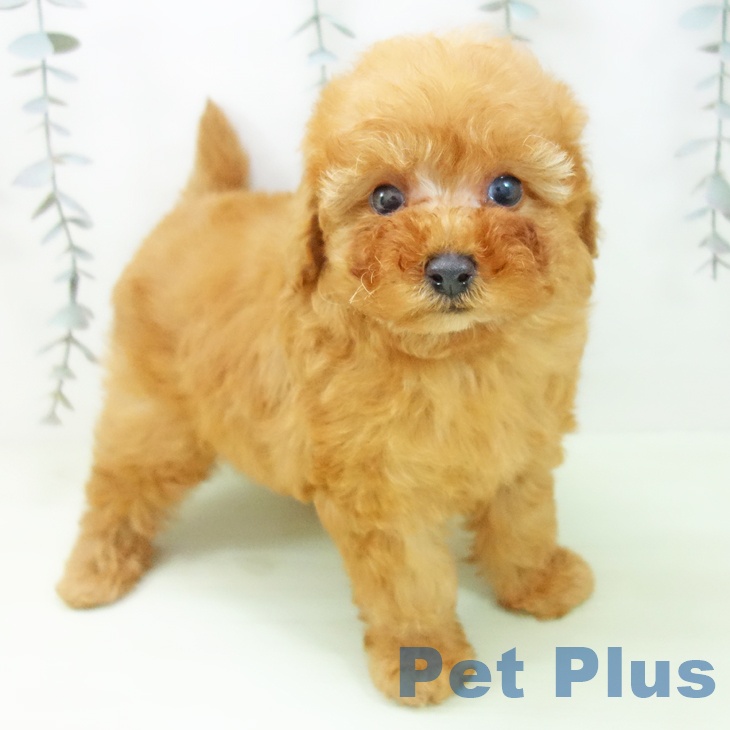 トイ・プードル