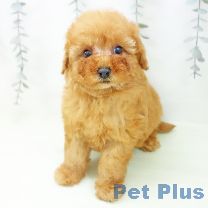 トイ・プードルの写真2