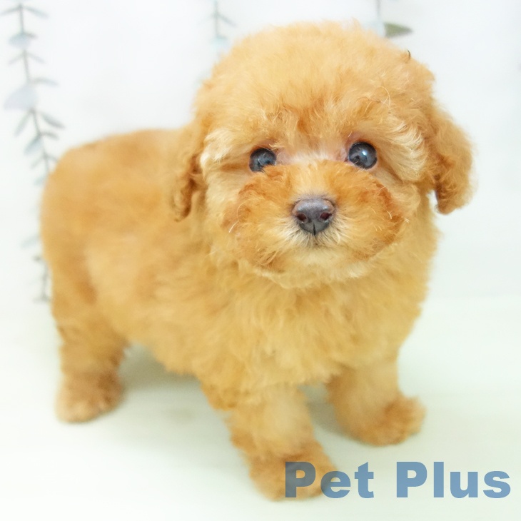 トイ・プードル