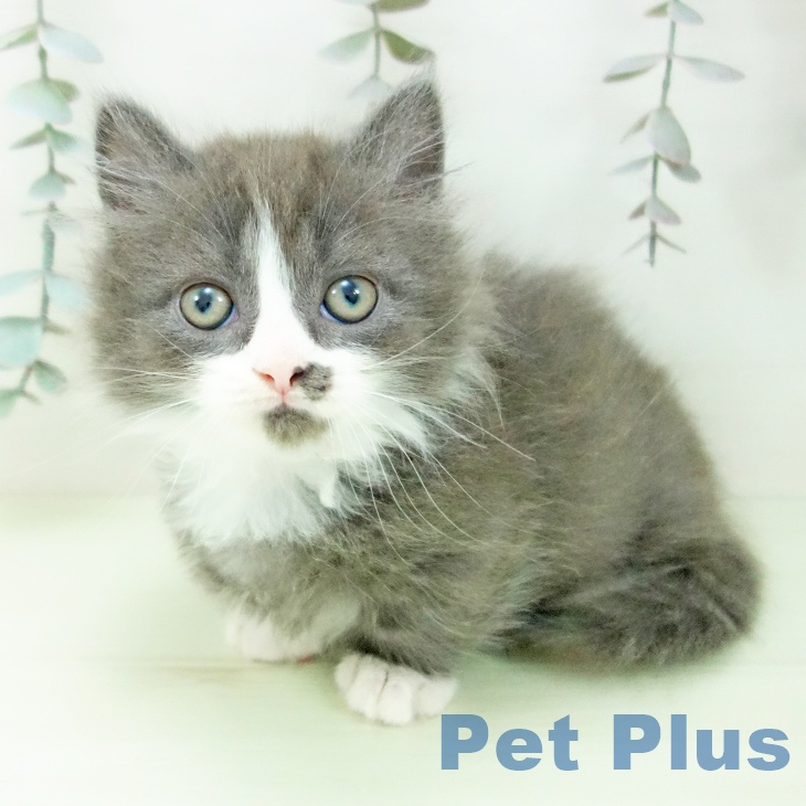 マンチカンの写真2