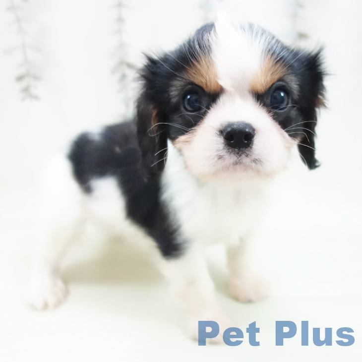 キャバリア・キングチャールズ・スパニエル