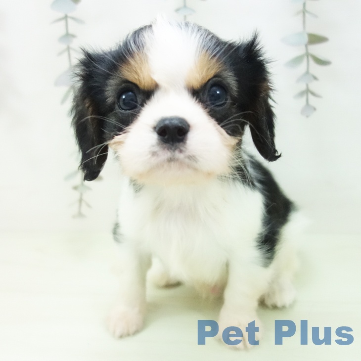 キャバリア・キングチャールズ・スパニエルの写真2