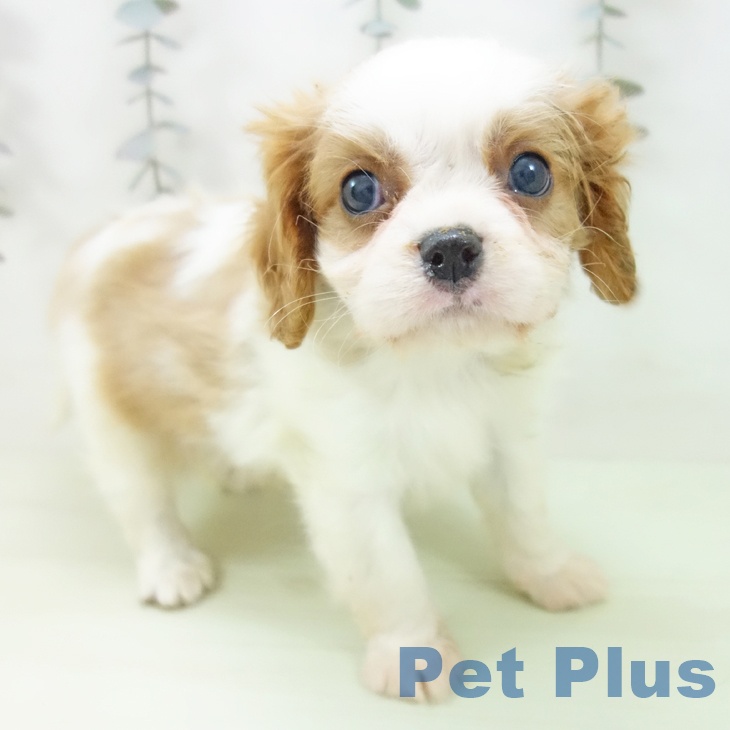 キャバリア・キングチャールズ・スパニエル