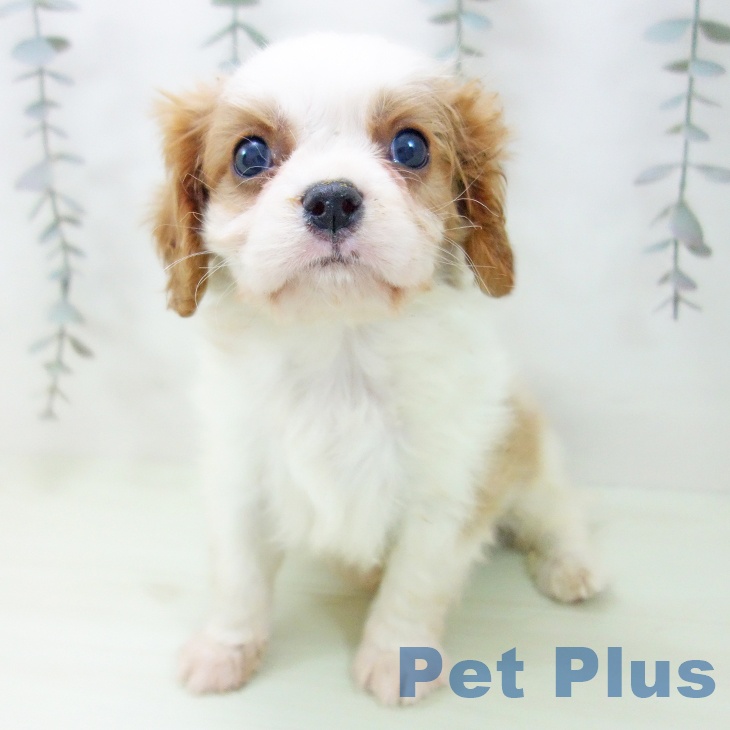 キャバリア・キングチャールズ・スパニエルの写真2