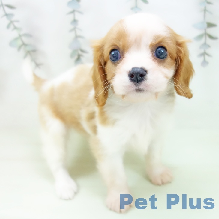 キャバリア・キングチャールズ・スパニエル