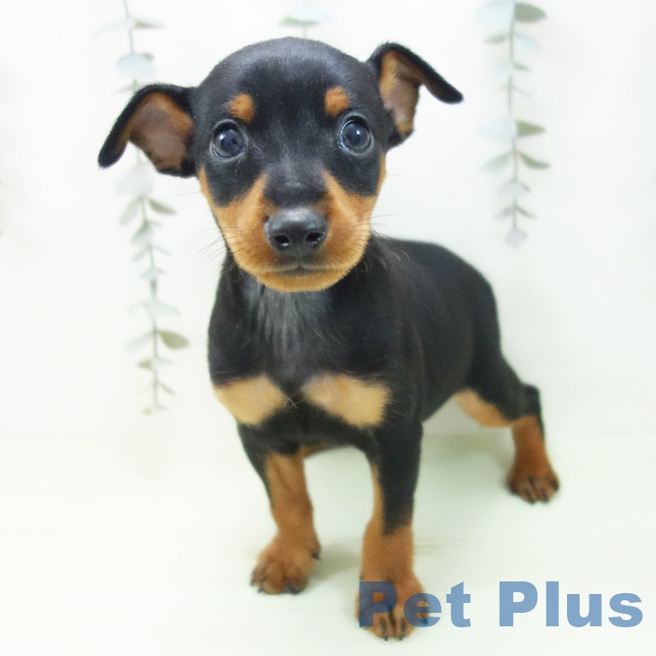 ミニチュア・ピンシャー