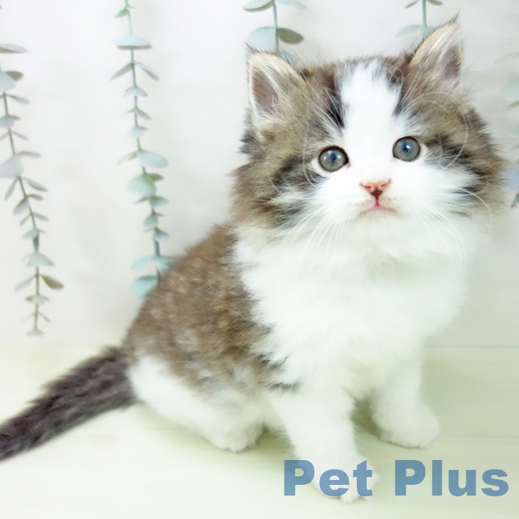 ノルウェージャンフォレストキャット