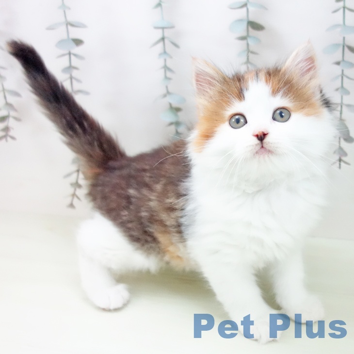 ノルウェージャンフォレストキャット