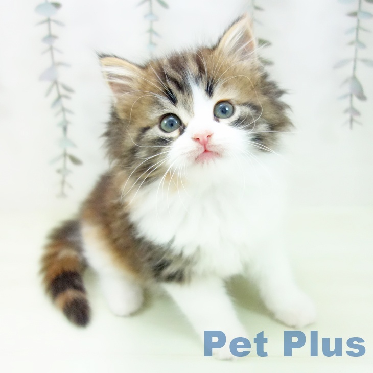 ノルウェージャンフォレストキャット