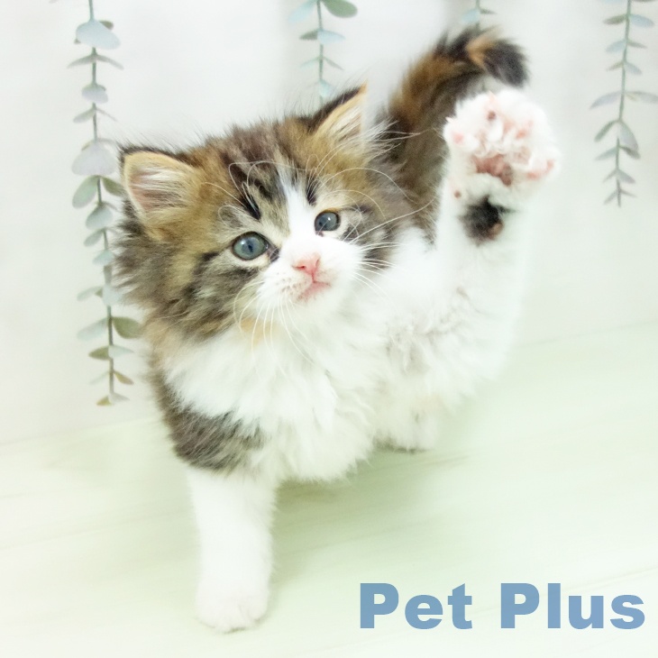 ノルウェージャンフォレストキャットの写真2