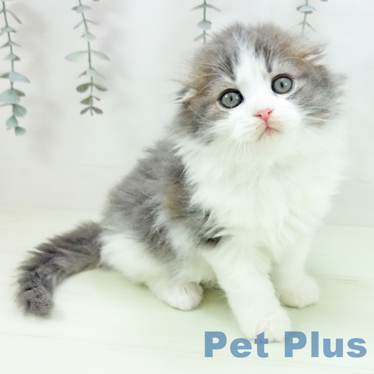 スコティッシュフォールド