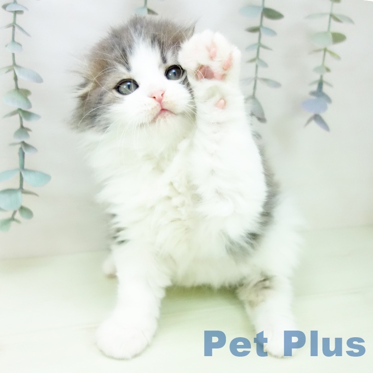 スコティッシュフォールドの写真2