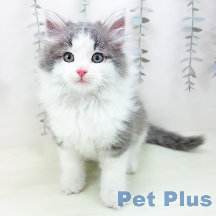ノルウェージャンフォレストキャットの写真2