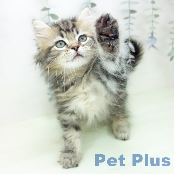 ラガマフィンの写真2