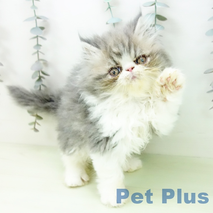 エキゾチックの写真2