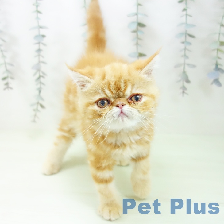 エキゾチックの写真2