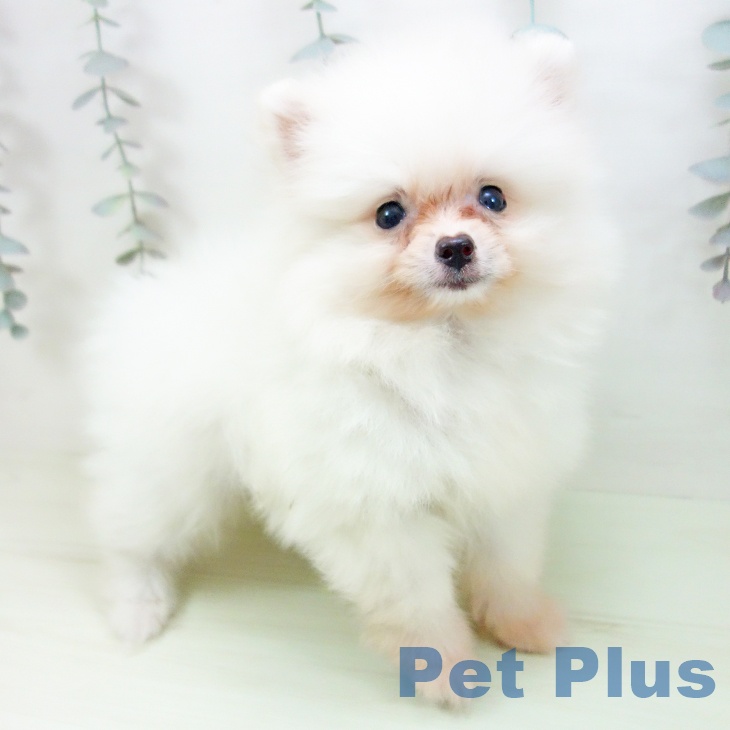 ポメラニアンの写真2