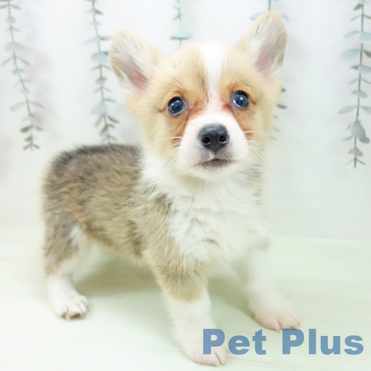 ウェルシュ・コーギー・ペンブローク