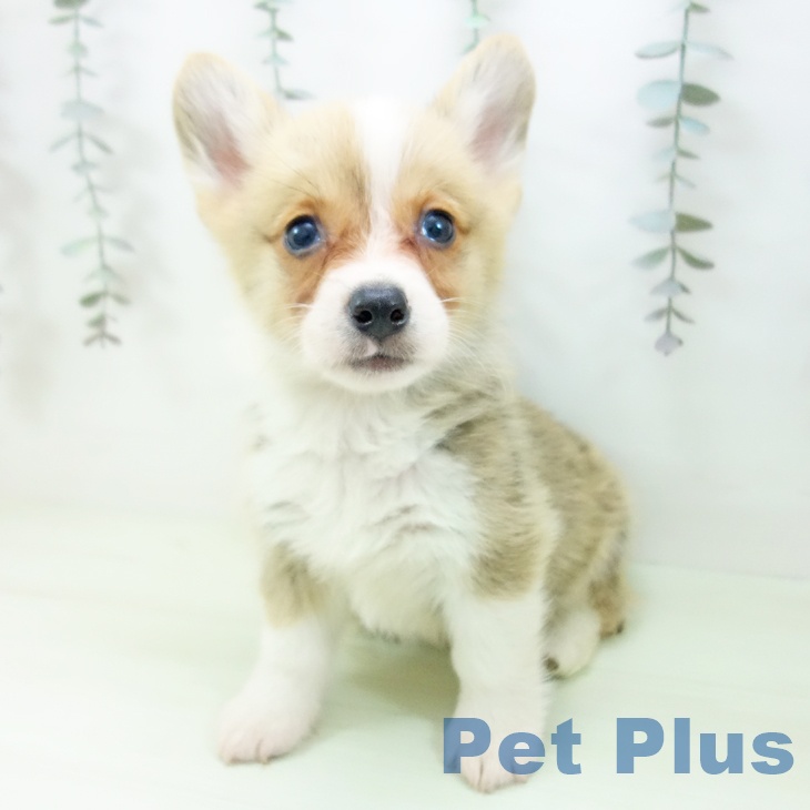 ウェルシュ・コーギー・ペンブロークの写真2