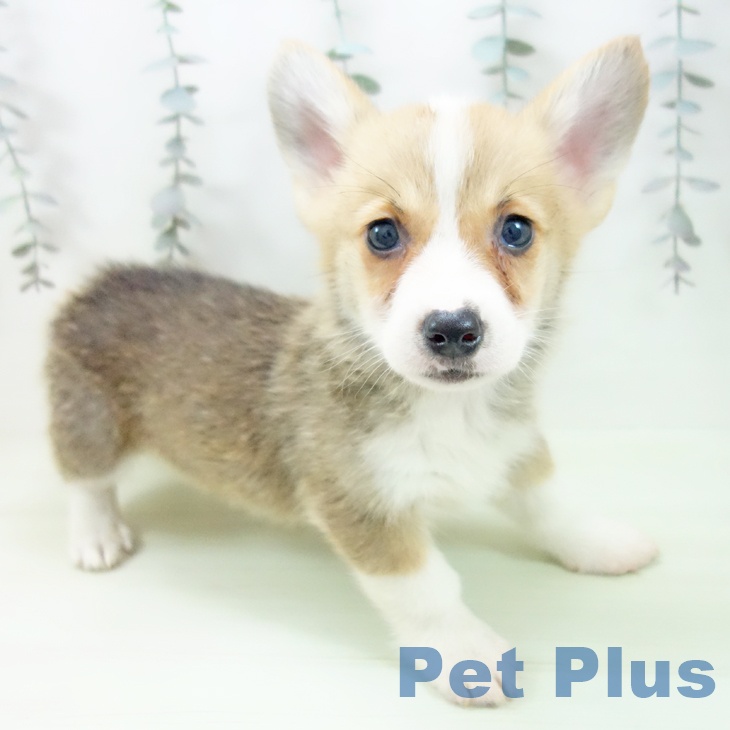 ウェルシュ・コーギー・ペンブローク