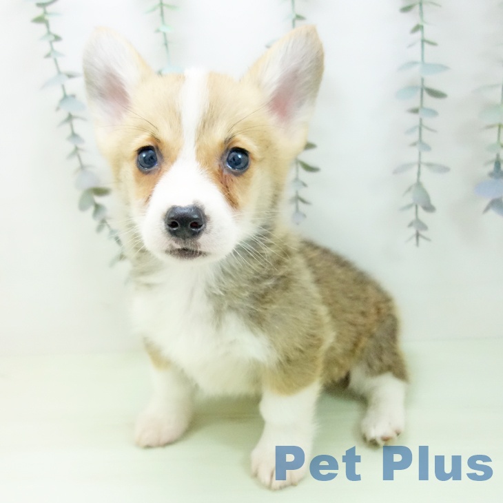 ウェルシュ・コーギー・ペンブロークの写真2