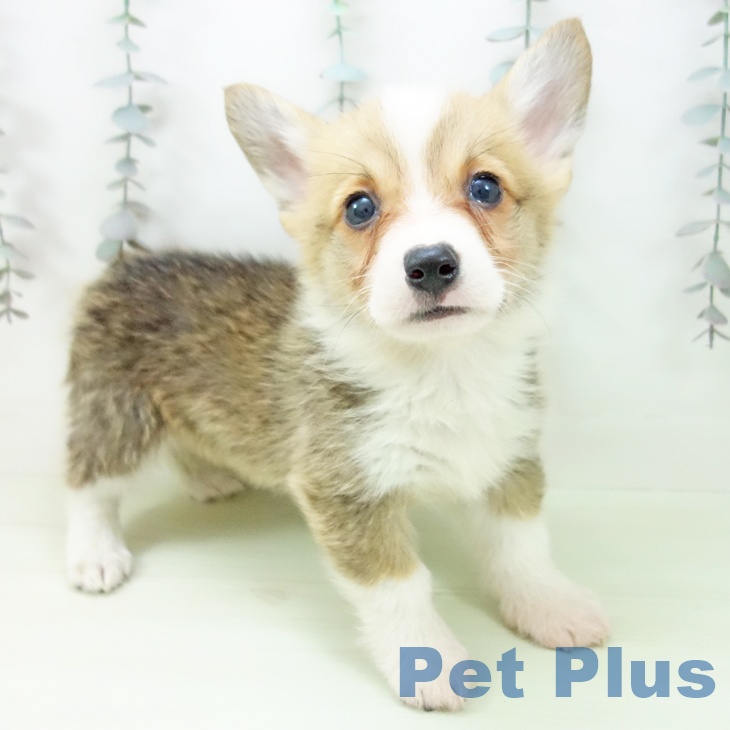 ウェルシュ・コーギー・ペンブロークの写真2