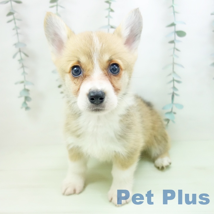 ウェルシュ・コーギー・ペンブローク