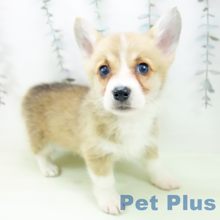 ウェルシュ・コーギー・ペンブロークの写真2