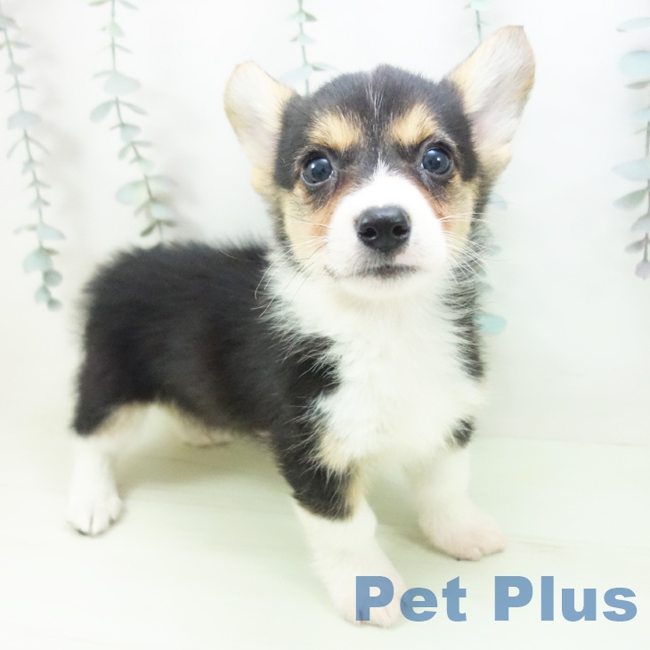 ウェルシュ・コーギー・ペンブローク