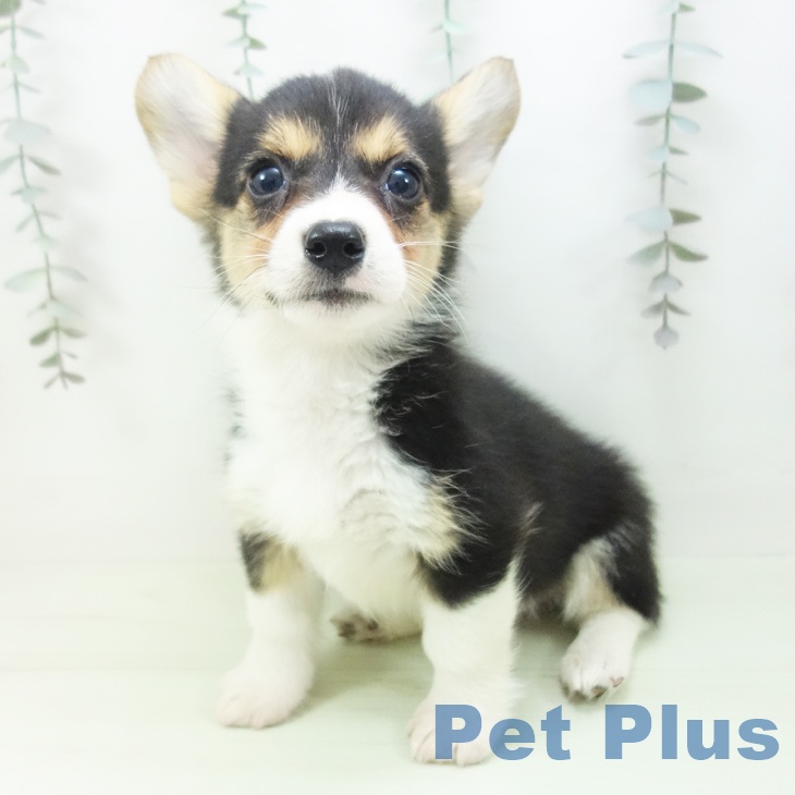 ウェルシュ・コーギー・ペンブロークの写真2