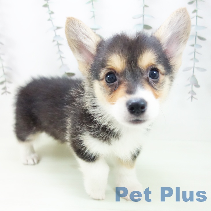 ウェルシュ・コーギー・ペンブローク