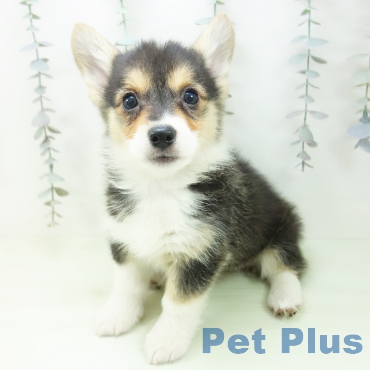 ウェルシュ・コーギー・ペンブロークの写真2