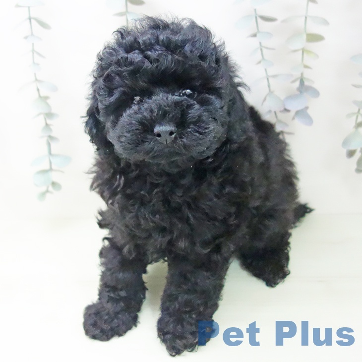 トイ・プードル