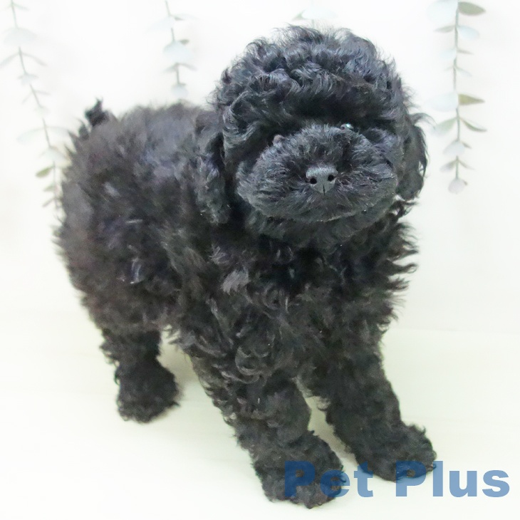 トイ・プードルの写真2